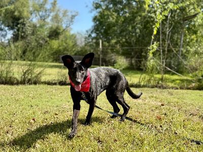 Shiloh Floppy Ears so Sweet thumbnail 4
