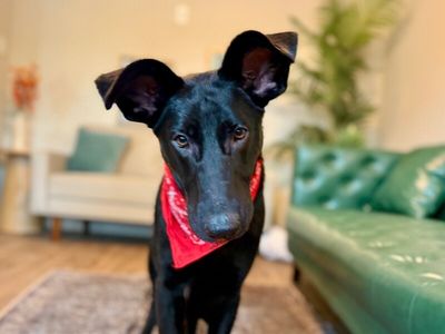 Shiloh Floppy Ears so Sweet thumbnail 1