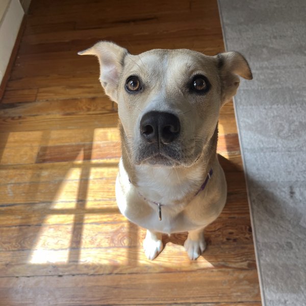 Comet Lue Anne, a Shepherd dog
