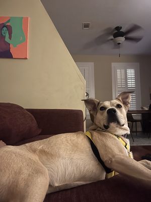 Comet Lue Anne thumbnail 15