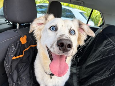 Ollie Goose Freckles Face Cutie thumbnail 4