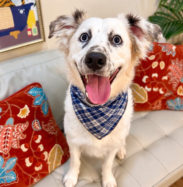 Ollie Goose Freckled Face Cutie, a Australian Shepherd dog