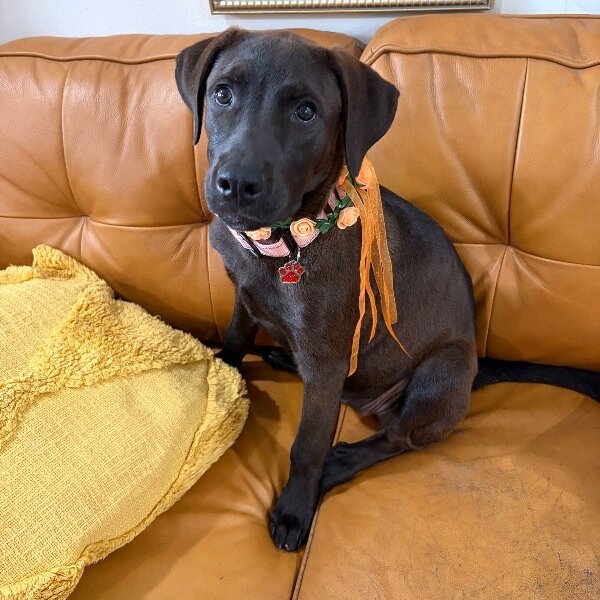 Roxy Moxy Divine, a Labrador Retriever dog
