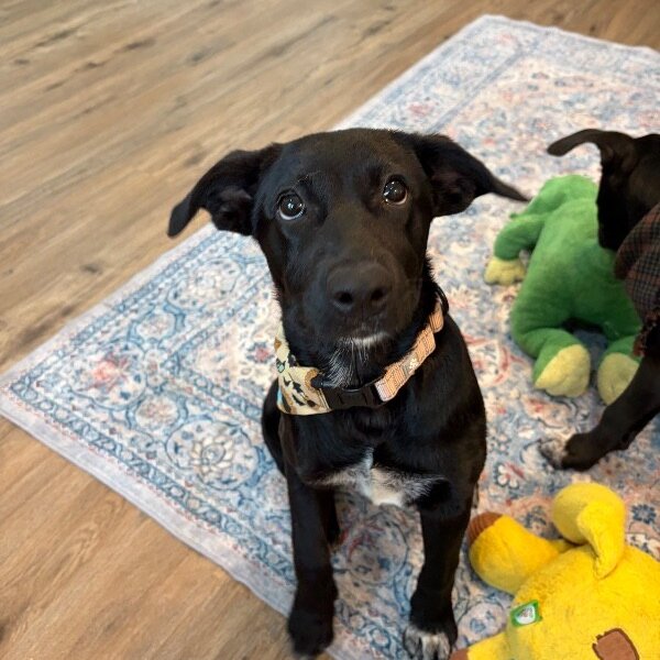 Mila Milagro, a Black Labrador Retriever dog available for adoption