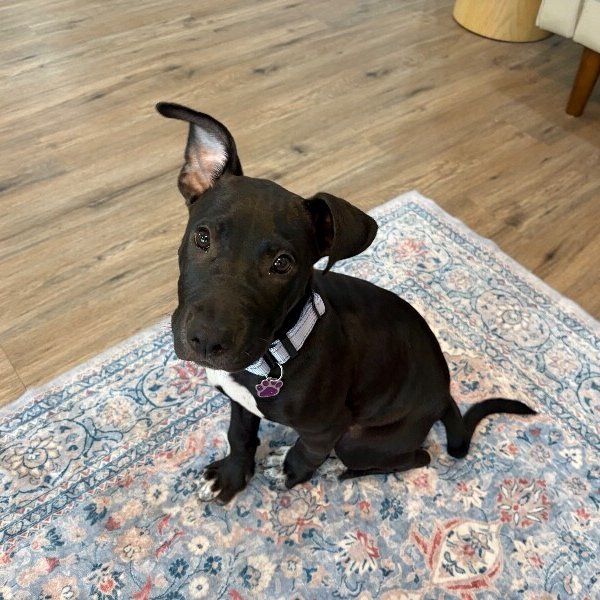 Champion Little Victory, a Pit Bull Terrier dog available for adoption