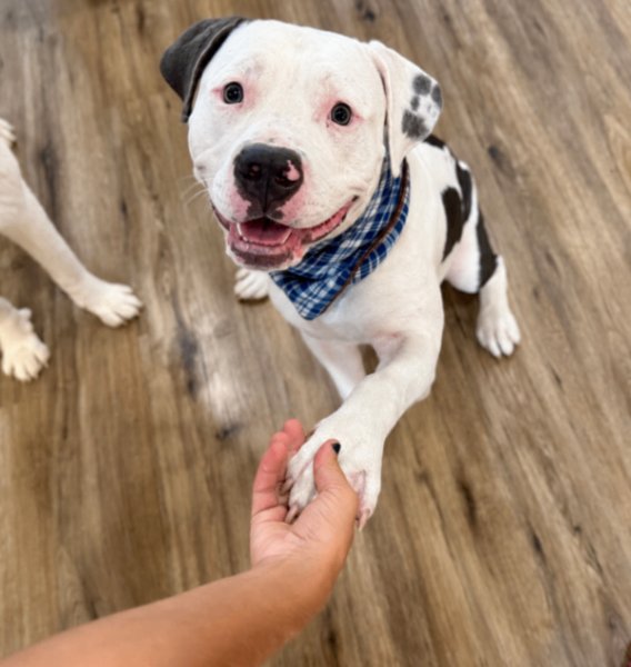 Bacon Bits Bonafide Cutie, a American Staffordshire Terrier dog available for adoption