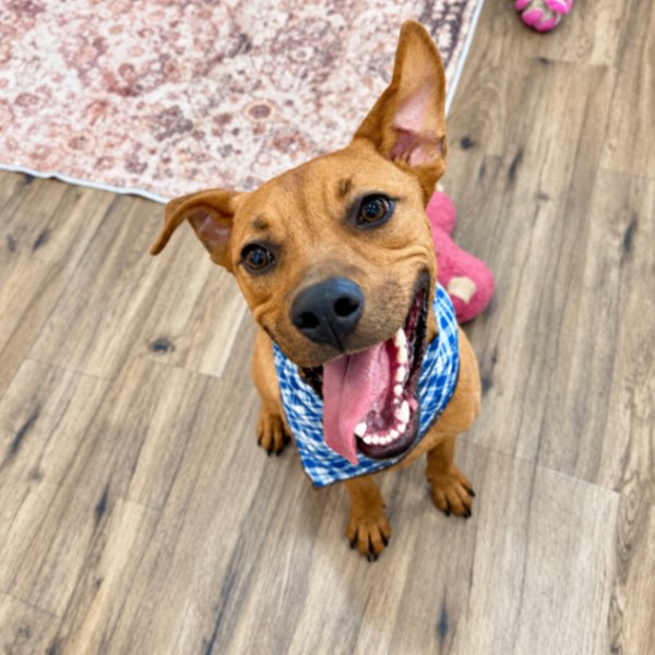 Jack Jack Sweet Boy Supreme, a Pit Bull Terrier dog available for adoption