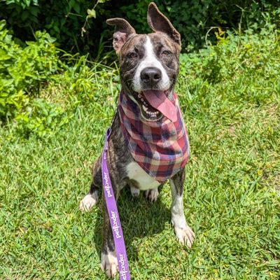Gizmo Jersey thumbnail 1