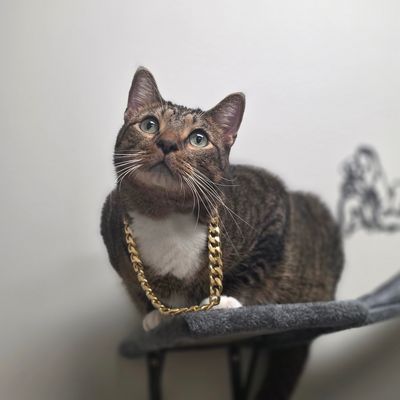 Cheddar 6291 thumbnail 1