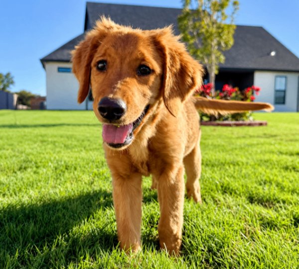 Bonnie Golden Hour Girl, a Golden Retriever dog available for adoption