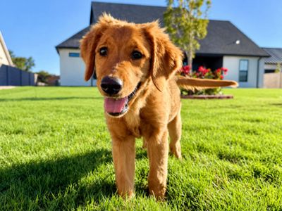 Bonnie Golden Hour Girl thumbnail 1