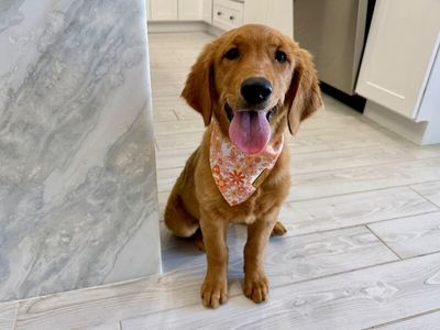 Bonnie Golden Hour Girl thumbnail 4