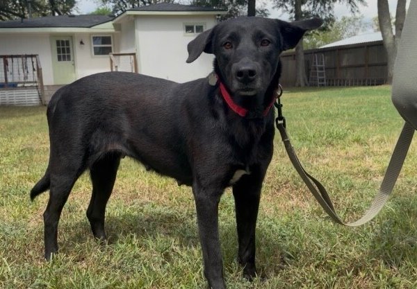 Willow Rose Water, a Labrador Retriever dog available for adoption