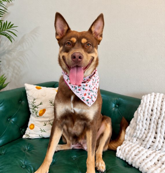 Rexa Baby Kiss Kiss Fall in Love, a Siberian Husky dog available for adoption