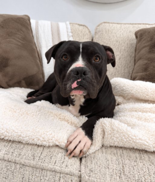 Gomez Yours Truly, a Staffordshire Bull Terrier dog available for adoption