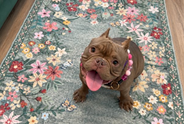 Donna Daisy Chain, a French Bulldog dog available for adoption