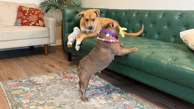 Donna Daisy Chain thumbnail 8
