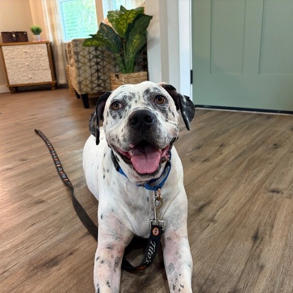 Dino Sprinkled Donut, a Pointer dog available for adoption