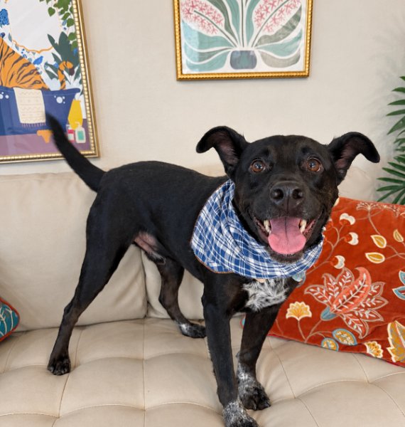 Abbott Ansel Evergreen, a Terrier dog available for adoption