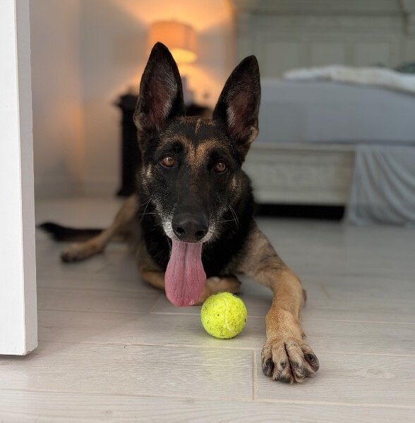 Ella Ella Still Got It, a German Shepherd Dog dog available for adoption