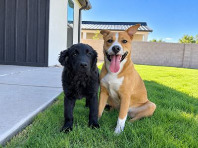 Bruno Corgi Grande thumbnail 10