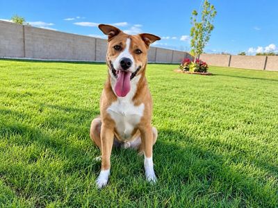 Bruno Corgi Grande thumbnail 1