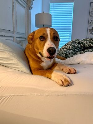 Bruno Corgi Grande thumbnail 9