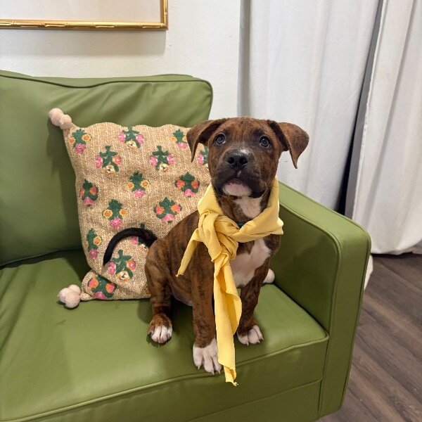 August Sunshine Brooks, a American Pit Bull Terrier dog available for adoption