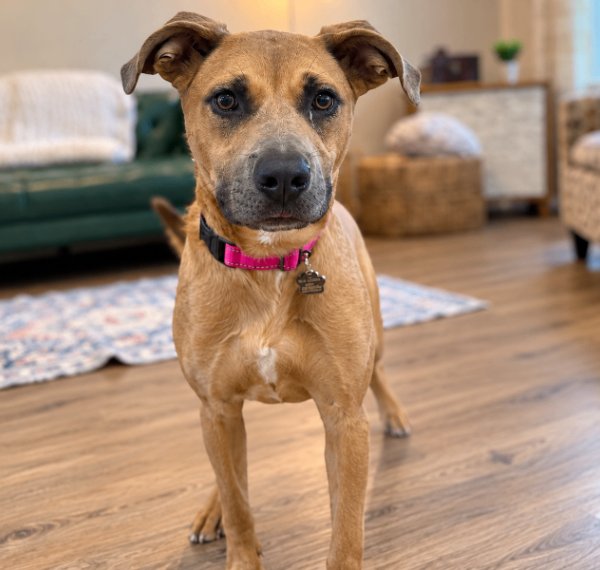 Julia Flowers, a Labrador Retriever dog available for adoption