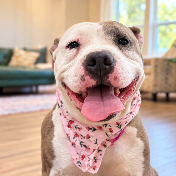 Lola Puddles of Love, a American Pit Bull Terrier dog available for adoption