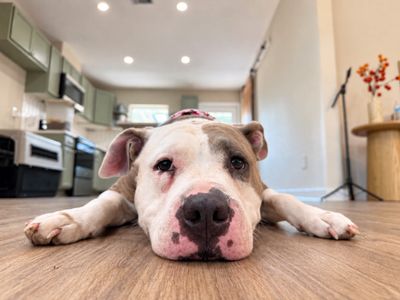 Lola Puddles of Love thumbnail 9