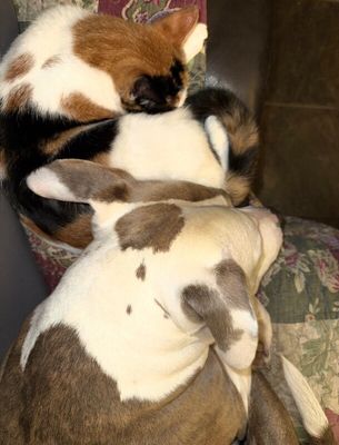 Lola Puddles of Love thumbnail 15