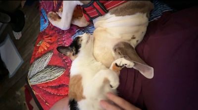 Lola Puddles of Love thumbnail 14