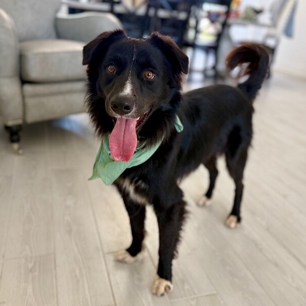 Sharky Ark, a Border Collie dog available for adoption