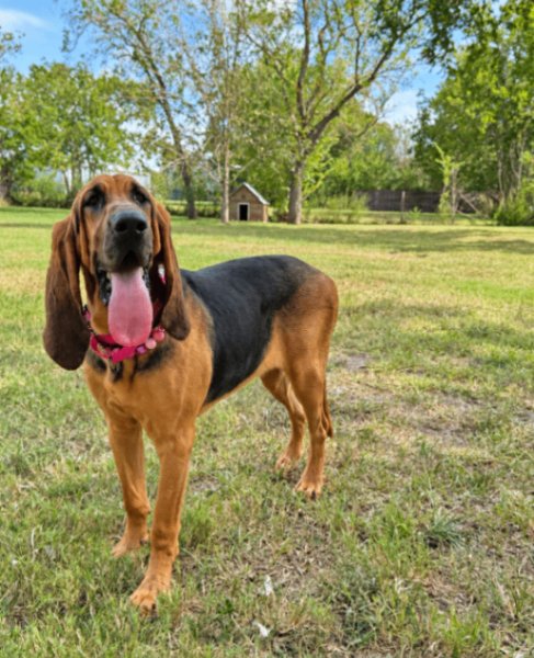 Clementine Sweetums, a Bloodhound dog available for adoption