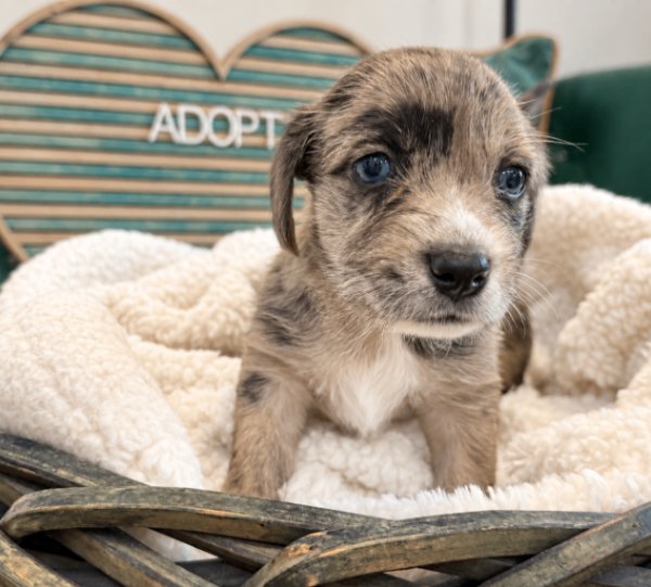 Arthur Blue Beau Victorian, a Yorkshire Terrier dog available for adoption