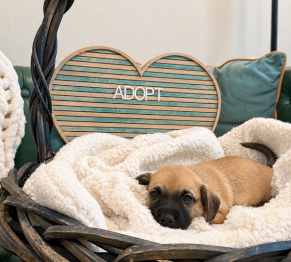 Albert Sterling Victorian, a Yorkshire Terrier dog available for adoption