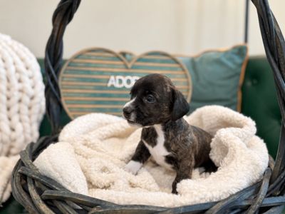 Archie Windsor Victorian thumbnail 5