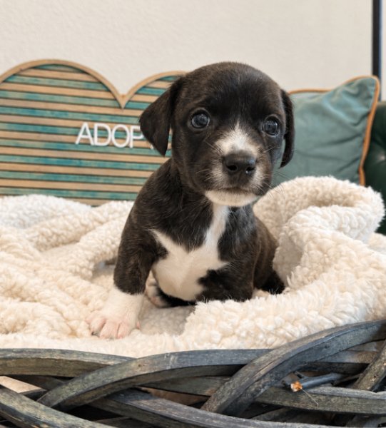 Archie Windsor Victorian, a Yorkshire Terrier dog available for adoption