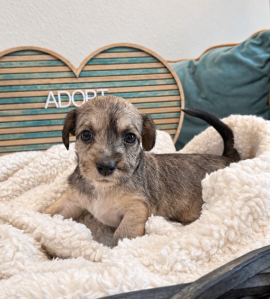 Clara Pearl Victorian, a Yorkshire Terrier dog available for adoption