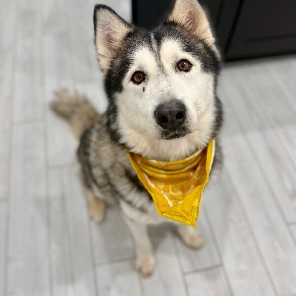 Miko Miska Snuggles and Snacks, a Alaskan Malamute dog available for adoption