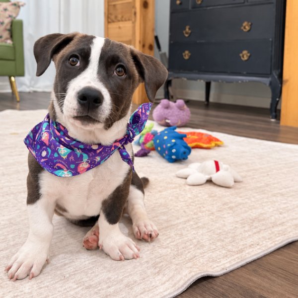 Millie Honey Bee Wigglebottom, a Pit Bull Terrier dog