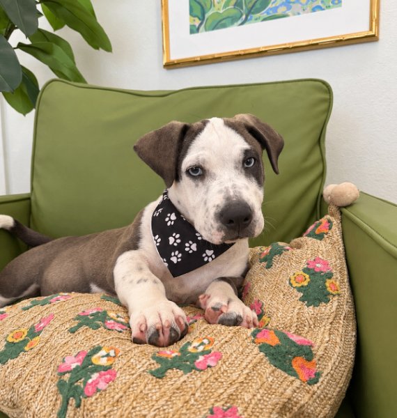Milo Wiggle Bug Wigglebottom, a Pit Bull Terrier dog
