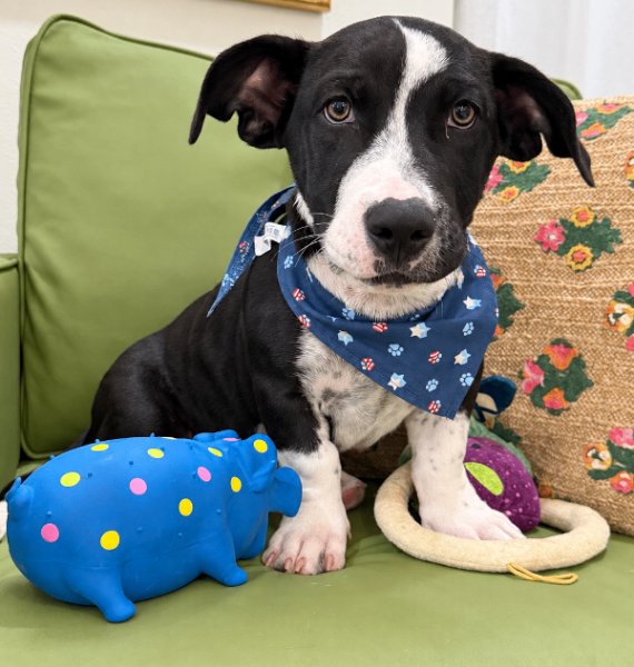 Mac Dapper Dude Wigglebottom, a Pit Bull Terrier dog