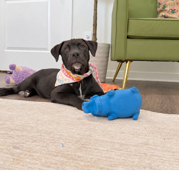 Molly Sunshine Girl Wigglebottom, a Pit Bull Terrier dog
