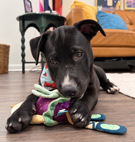 Max Wiggle King Wigglebottom, a Pit Bull Terrier dog