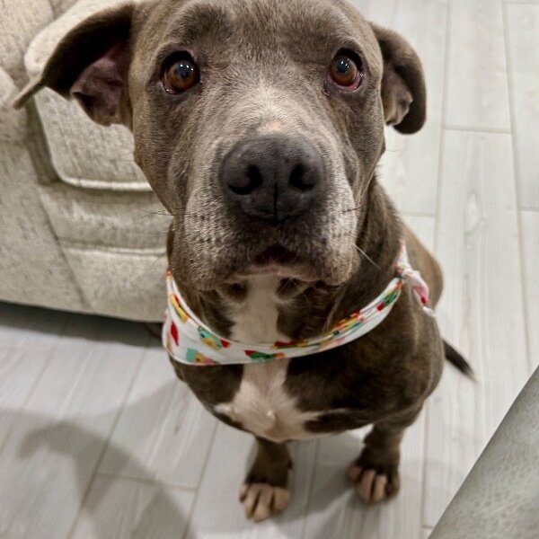 Groot Right Beside, a Pit Bull Terrier dog