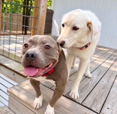Nena Belle Gentle Brown Eyed Beauty thumbnail 13