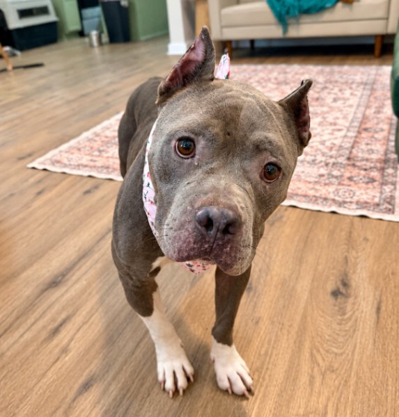 Nena Belle Gentle Brown Eyed Beauty, a Pit Bull Terrier dog