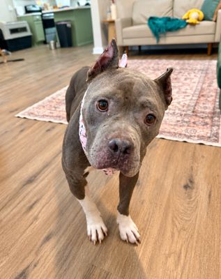 Nena Belle Gentle Brown Eyed Beauty thumbnail 1